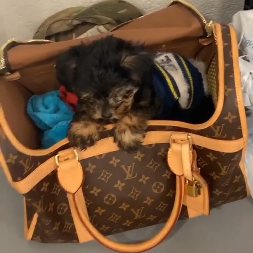 Louis V dog carrier (small dog)